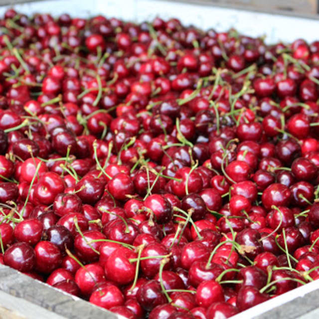 A large crate filled with freshly picked red cherries at Swan Lake Market and Garden in Vernon.