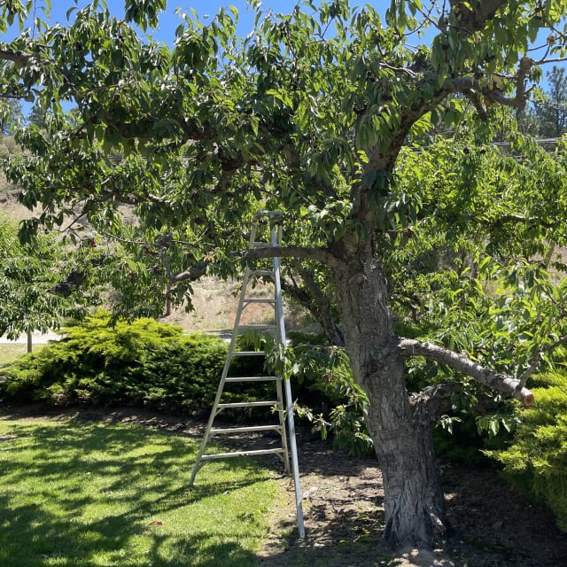 A tall ladder leaning against a lush, leafy tree in a sunny garden area with green shrubs and hills in the background.