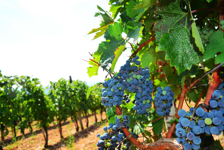 Close-up of vibrant grape clusters in a sunlit Kelowna vineyard with green leaves and rows of grapevines in the background.