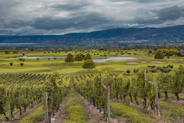 A scenic view of a vineyard with rows of grapevines leading to a lush green landscape with ponds, trees, and distant mountains under a cloudy sky in Kelowna.