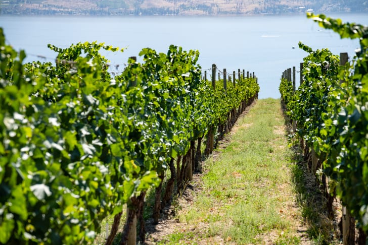 Rows of lush green vines in a vineyard with a lake and hills in the background in Penticton.