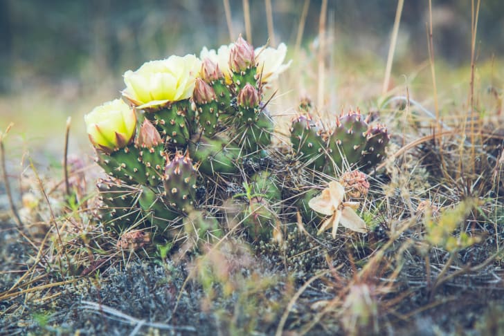 A close-up of a green cactus with yellow flowers blooming in Osoyoos.