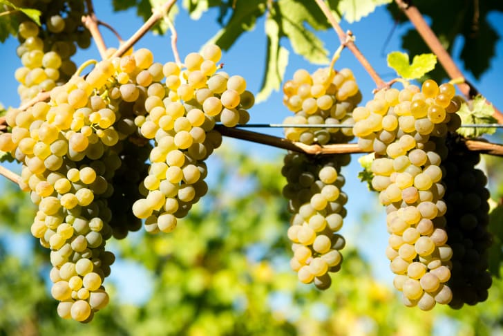 Clusters of green grapes hanging from a vine in Osoyoos.