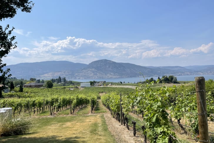 Scenic vineyard landscape in Penticton with lush green grapevines, mountains, and lake in the background under a blue sky with scattered clouds.