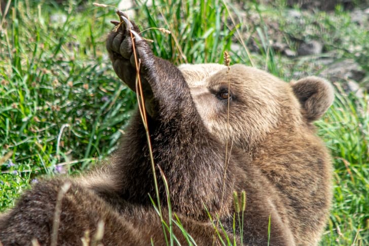 Kamloops Wildlife | Best Locations to Observe Nature