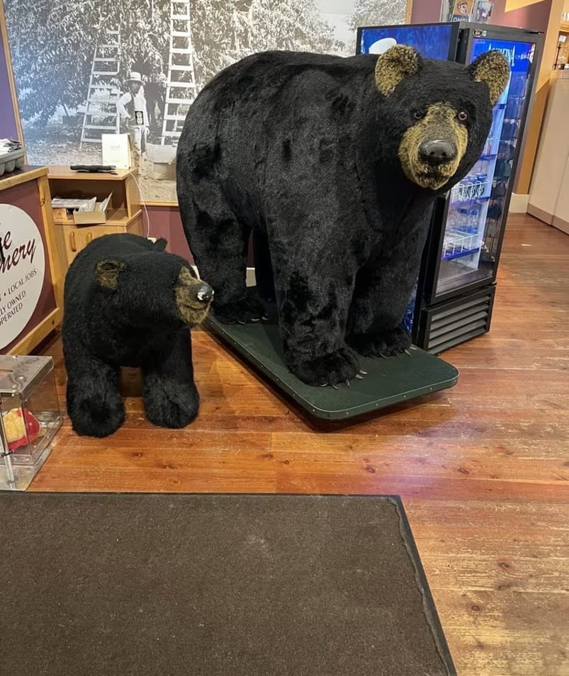 Two large stuffed bears, a large one and a smaller one, are displayed on a wooden floor inside The Jammery in Lake Country.