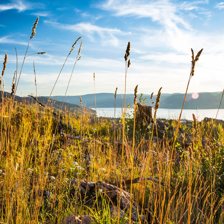 A scenic field with tall grass and wildflowers against a backdrop of mountains and a lake during sunset in Kelowna.