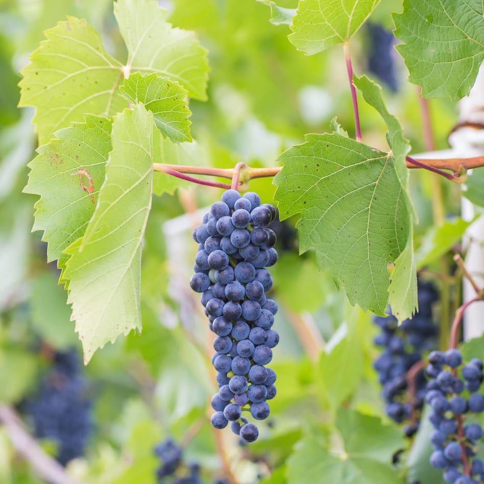 A bunch of ripe purple grapes hanging on a vine surrounded by lush green leaves.