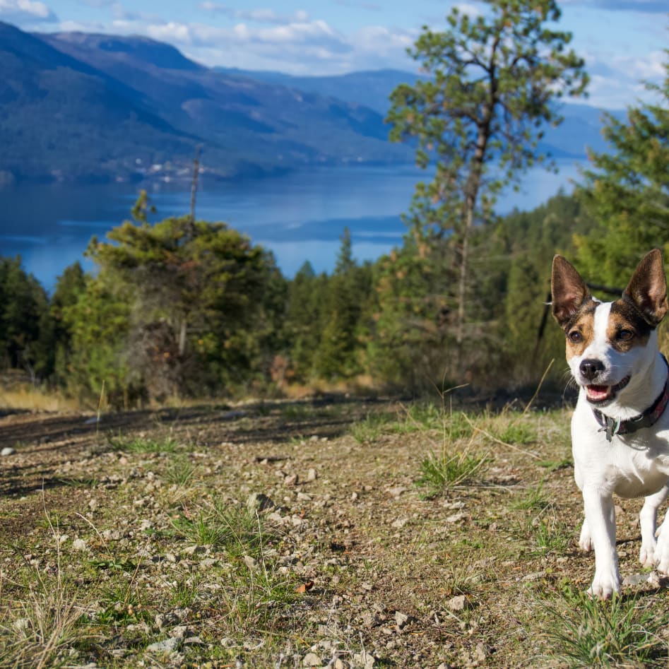 A happy dog running on a trail with the picturesque Okanagan landscape, featuring a lake and forested mountains in the background.