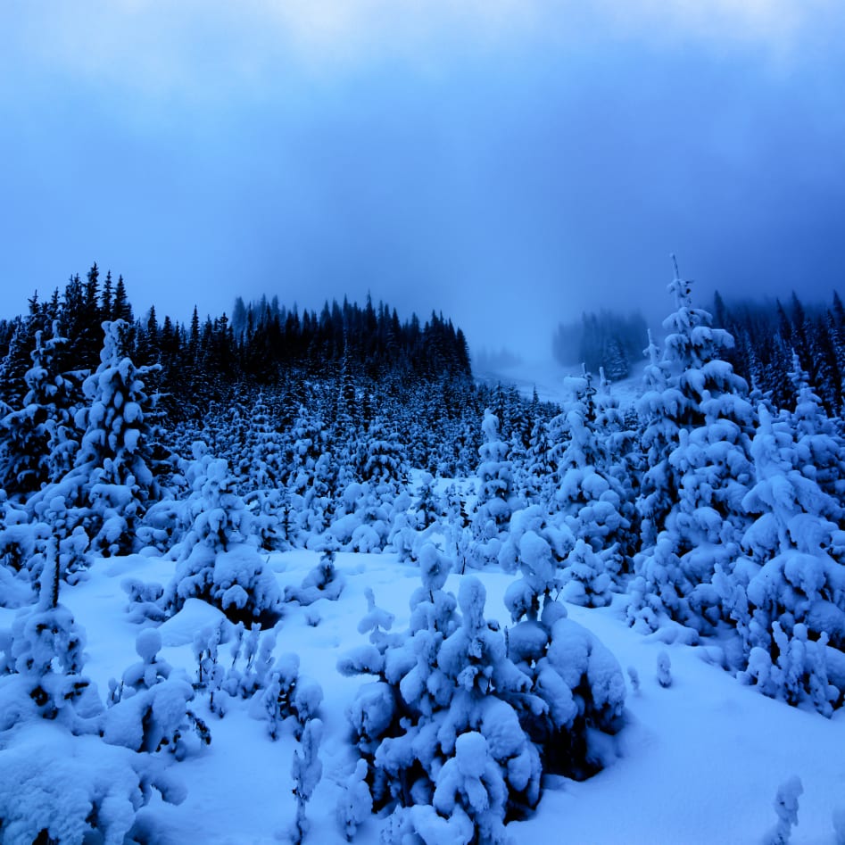 Snow-covered evergreen trees on a misty morning in Penticton.