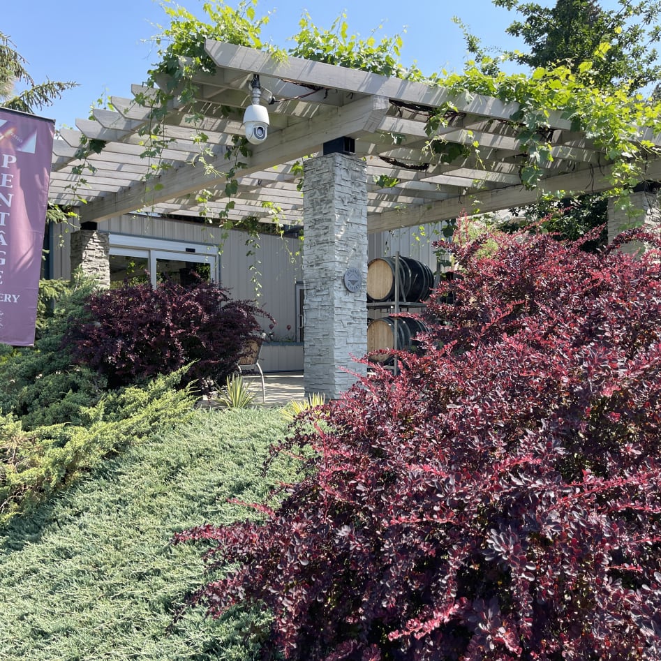 Pentâge Winery in Penticton with lush greenery and a pergola covered in vines, barrels in the background.