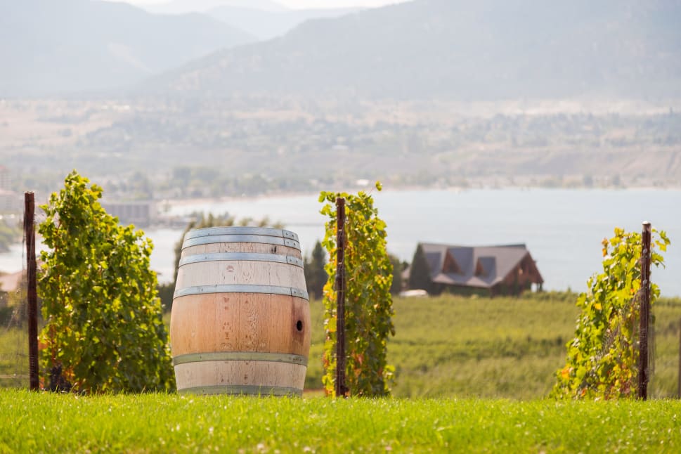 A wine barrel in a vineyard with a scenic view of