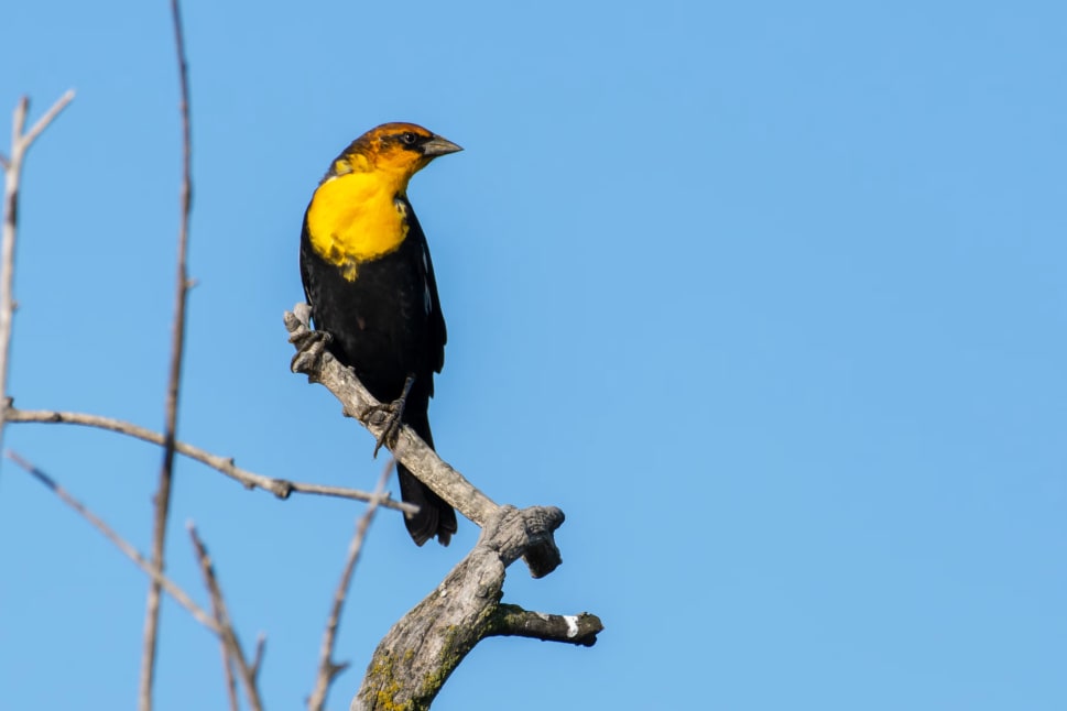 A vibrant yellow-headed blackbird perched on a bare tree branch against a clear blue sky in Kelowna.