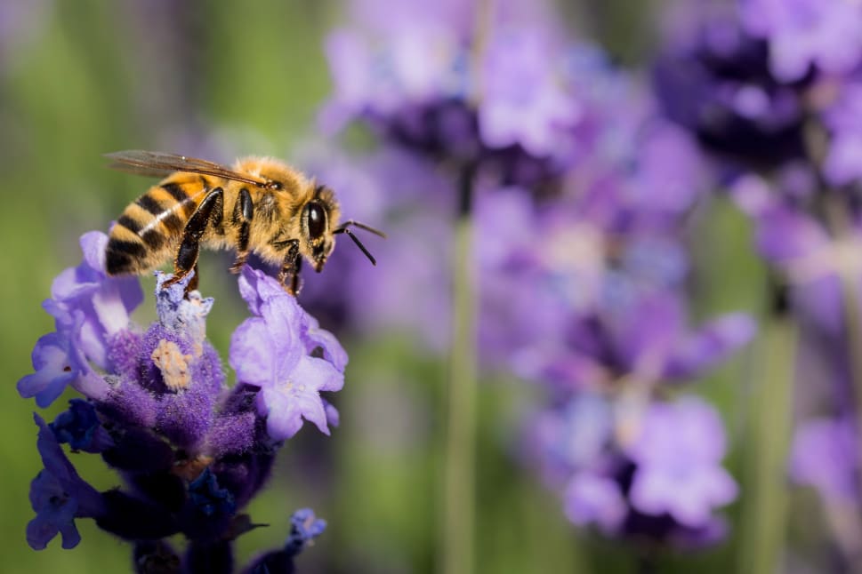 A close-up photograph of a bee on a purple flower in Kelowna.