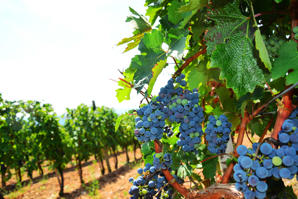 Close-up of vibrant grape clusters in a sunlit Kelowna vineyard with green leaves and rows of grapevines in the background.