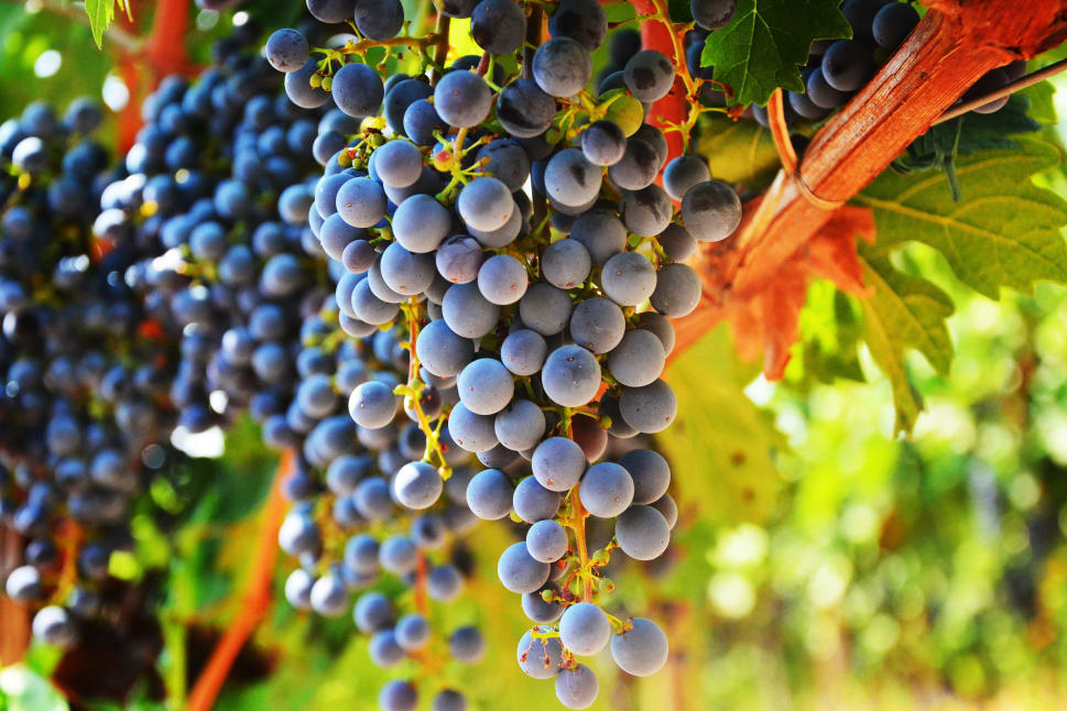 Close-up of purple grapes hanging on a vine in a vineyard in Kelowna.