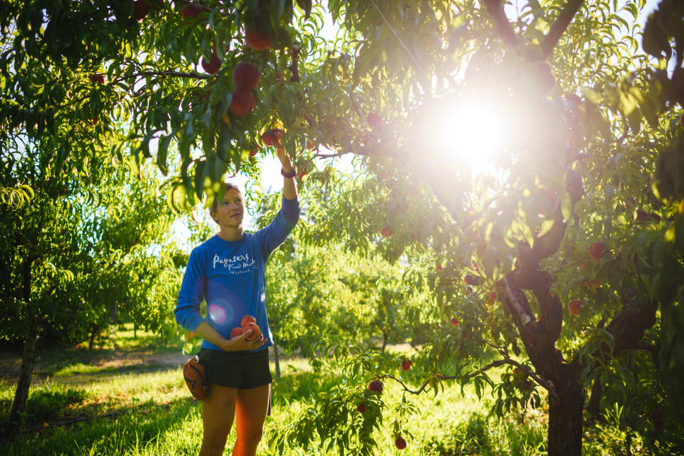 A woman picking peaches from a tree in an orchard with the sun shining through the leaves on the branches.