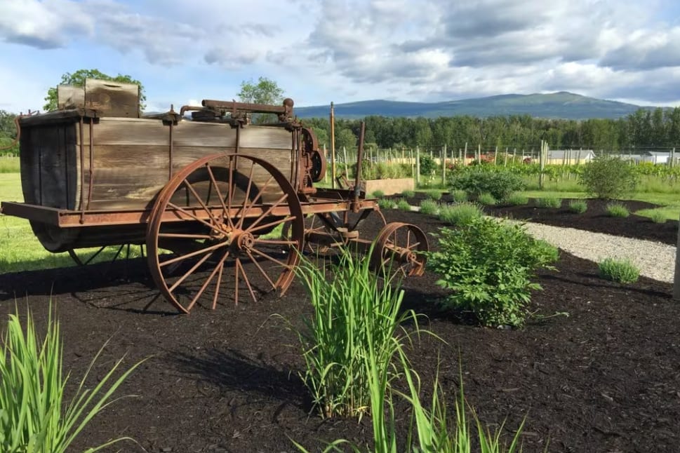 an old wooden wagon sitting on top of a dirt field next to a field of green grass and flowers at Sperling Vineyards in Kelowna