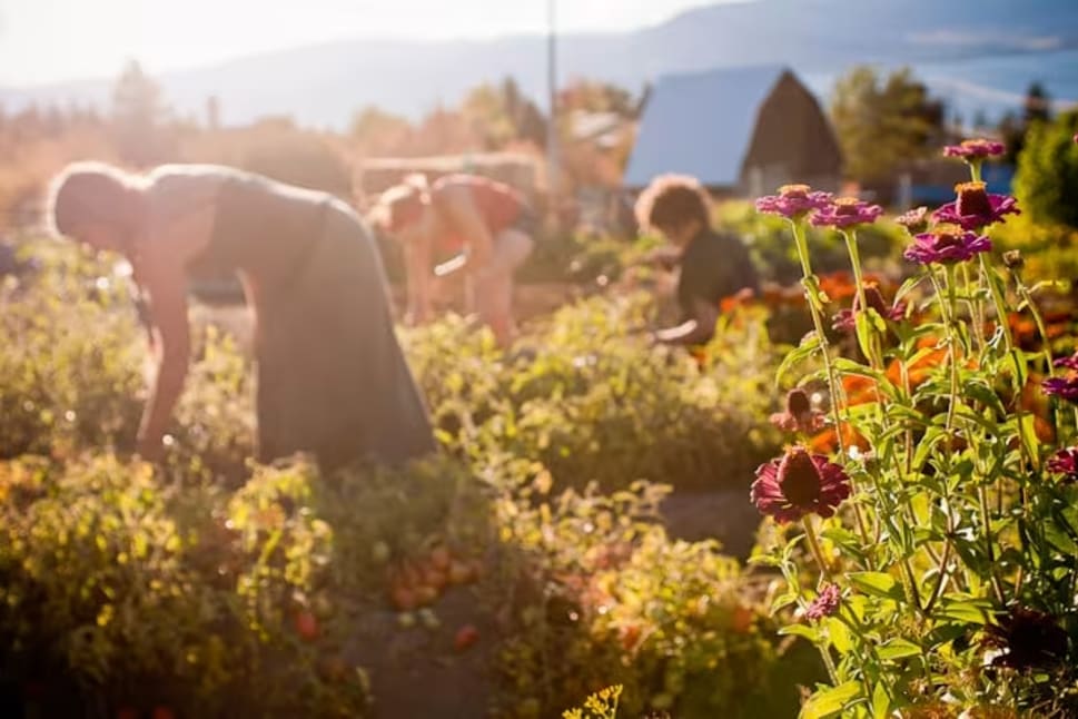 a group of people working in a garden with flowers in the foreground and mountains in the distance in the background