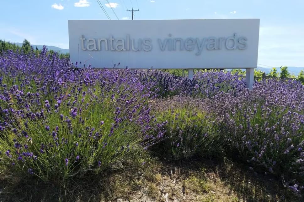 a sign in front of a field of lavenders with the words tantalus vineyards on it