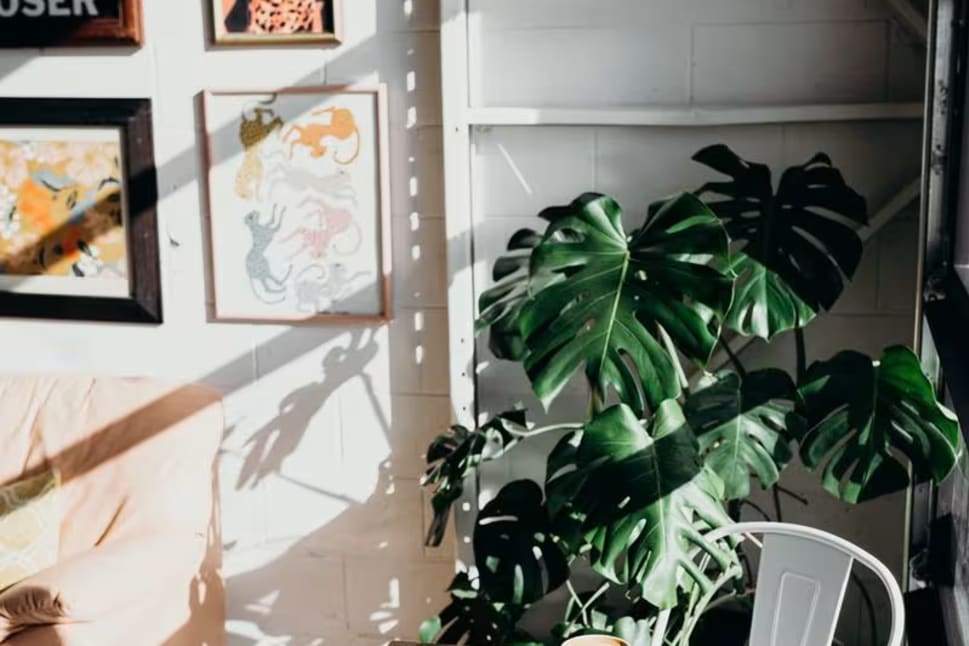 a table with a cup of coffee on it in front of a wall with pictures and a potted plant.