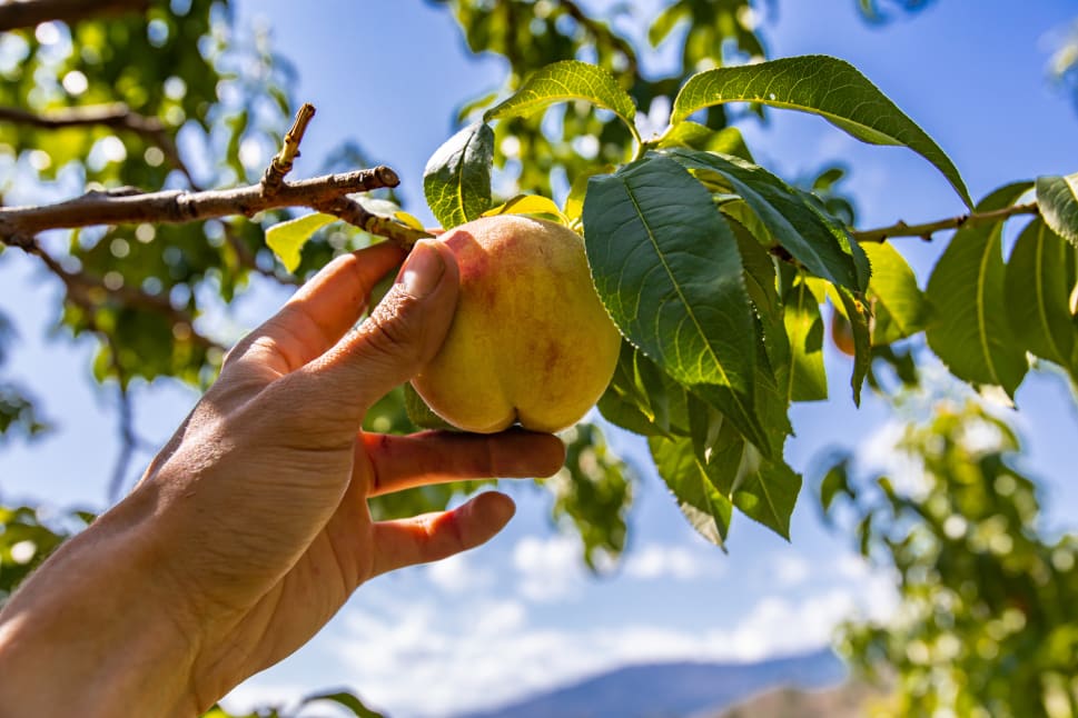 A hand picking a ripe peach from a tree against a bright blue sky in the Okanagan region.