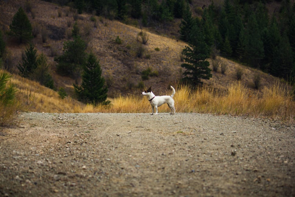 A small white dog with black ears stands on a gravel path amidst a hilly, forested landscape in the Okanagan.