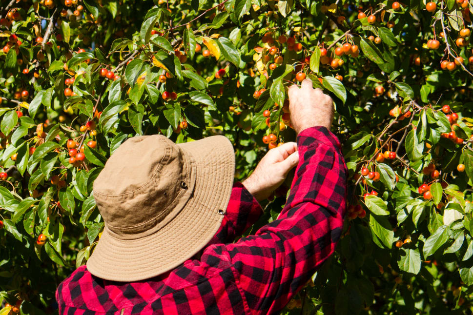 A person in a red plaid shirt and wide-brimmed hat picking fruit from a tree in Okanagan.