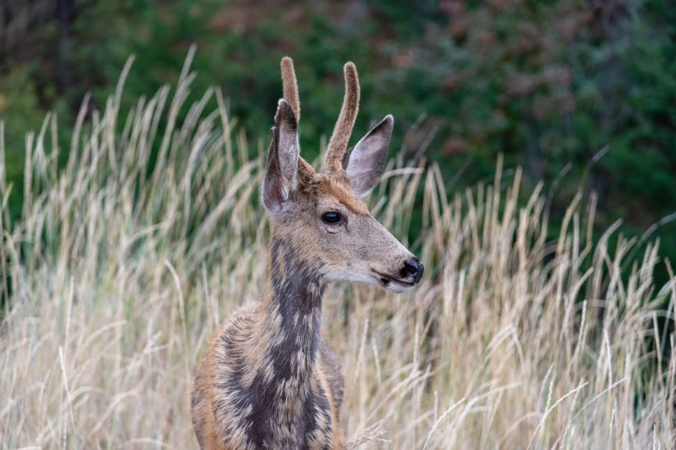 Young deer with antlers standing in tall dry grass in the Okanagan region.