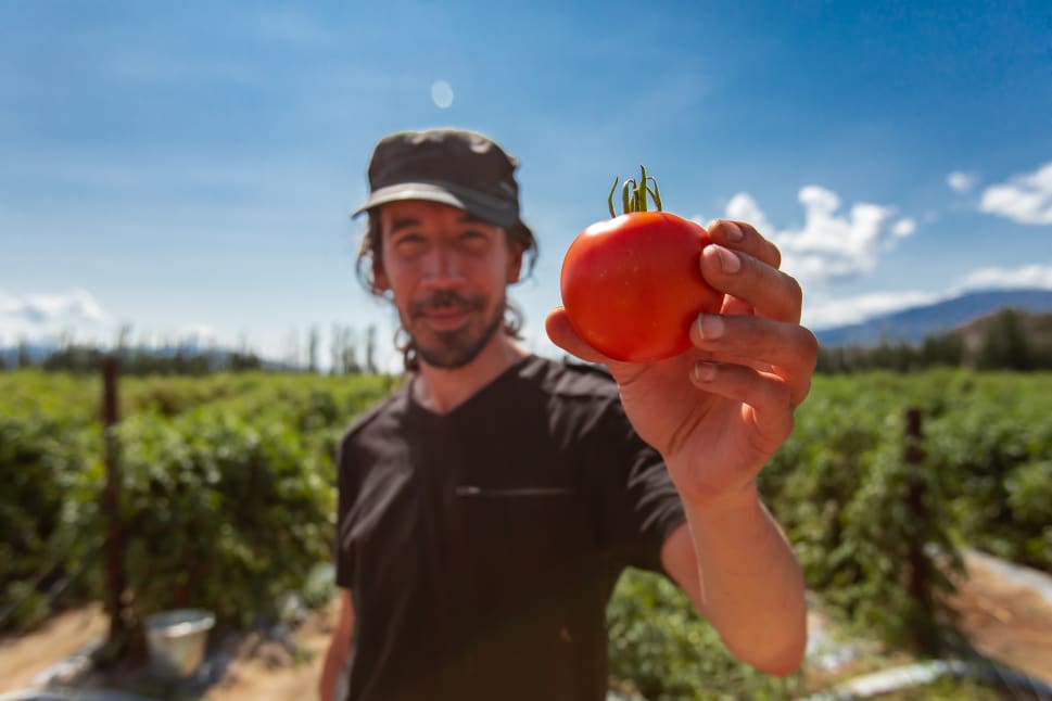 A person holding a large red tomato with a blurred background of a vibrant field, under a clear blue sky.