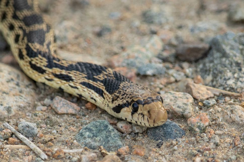 A snake with a patterned body lies on rocky, sandy terrain in Okanagan.