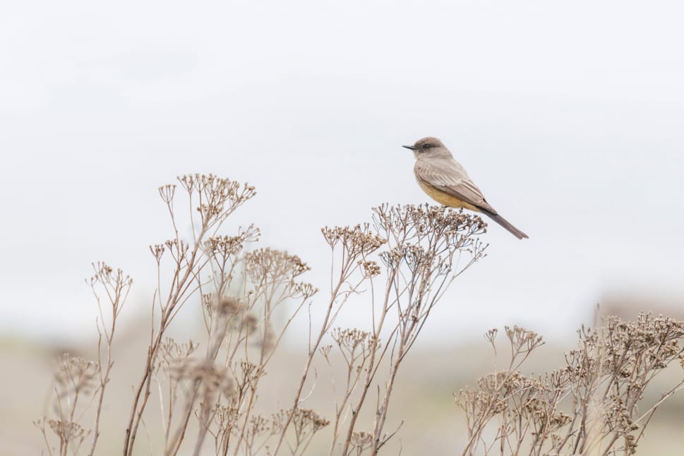 A small brown bird perched on top of dried plants in a natural setting with a light background in BC.
