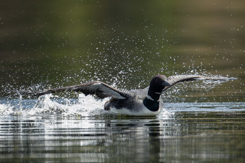 A bird with distinctive black and white patterns gracefully splashes on water in BC.