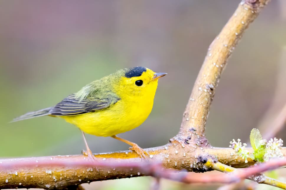 Small yellow bird with dark wings and a dark cap perched on a branch in BC.