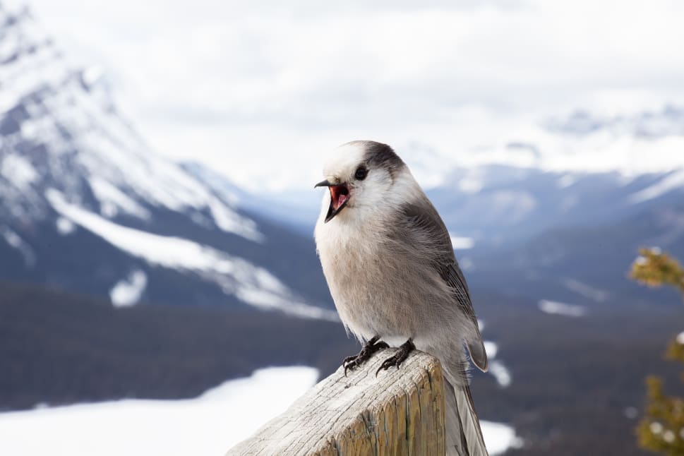 A bird perched on a wooden railing with a mountainous, snow-covered landscape in BC in the background.