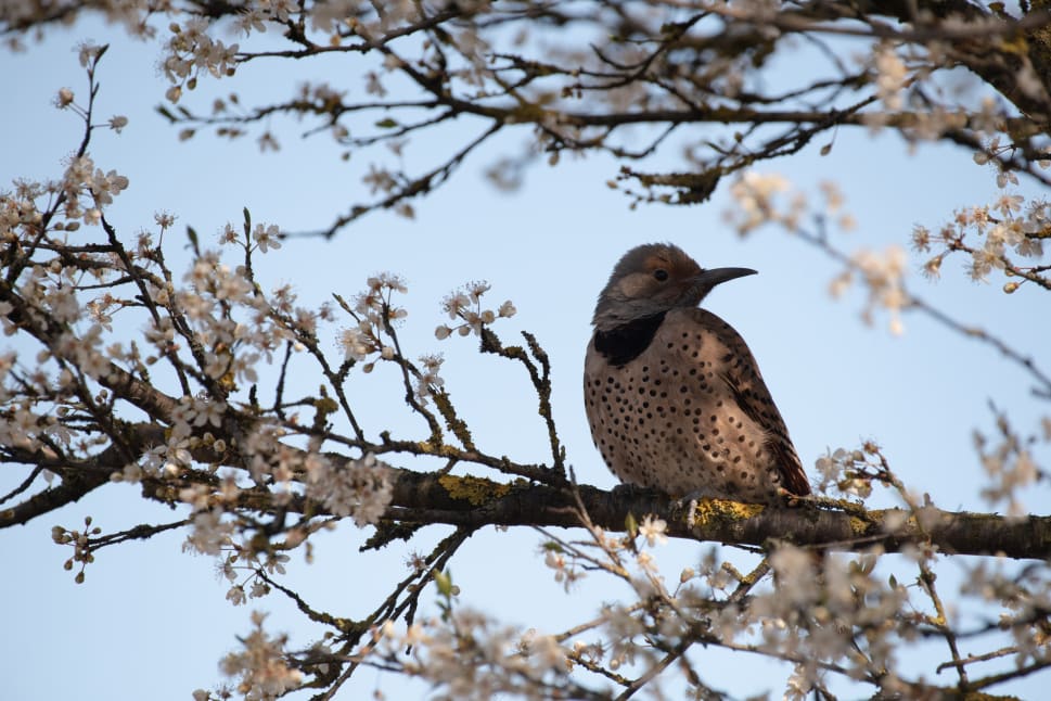 A bird with spotted plumage perched on a blossoming tree branch against a clear blue sky in BC.