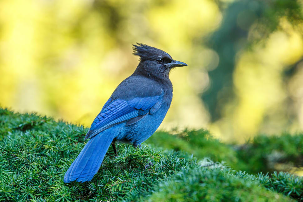 A vivid blue bird with a tufted head perches on lush greenery, set against a blurred background of greenery in BC.