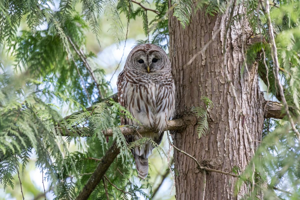 A Barred owl perched on a tree branch surrounded by green foliage in BC.