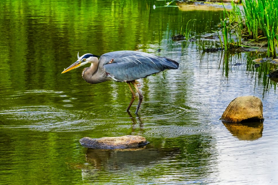 A heron stands in shallow water with reflections of green foliage and rocks around, in BC.