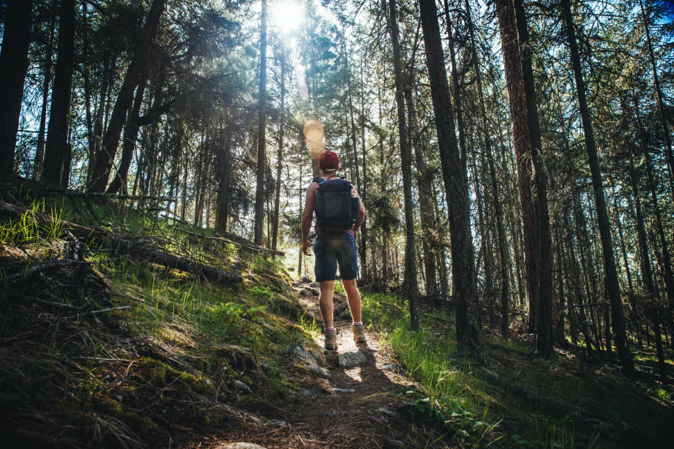 A person hiking through a sunlit forest in Penticton.