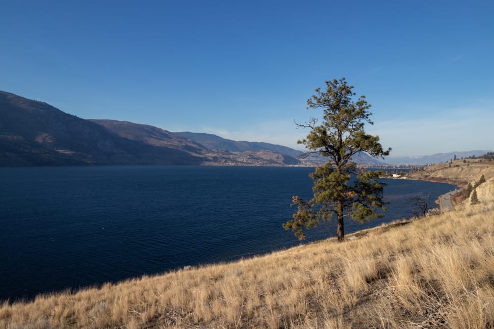 A scenic view of Penticton featuring a tree on a grassy hill overlooking a large lake with mountains in the background.