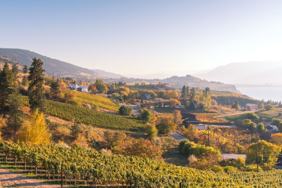 A panoramic view of lush vineyards, autumn foliage and houses in the scenic landscape of Penticton, with rolling hills and a lake in the background under a clear sky.