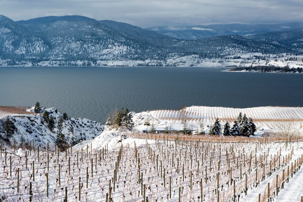 Snow-covered vineyard overlooking Okanagan Lake and mountains in Penticton.