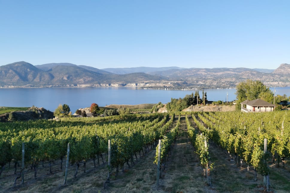 A vineyard overlooking a serene lake in Penticton with mountains in the background under a clear blue sky.