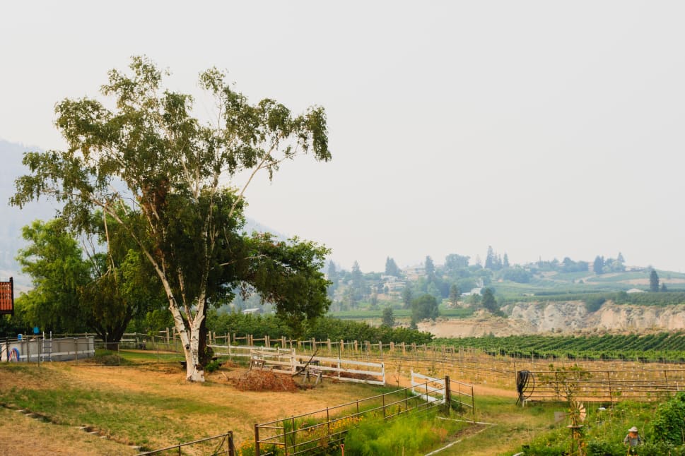 A scenic view of a vineyard and hillside in Summerland, featuring a large tree in the foreground and rolling hills in the background.
