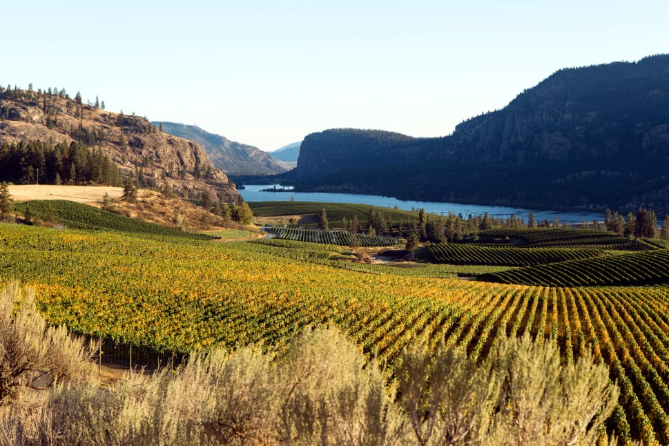 Scenic view of green vineyards in Summerland with mountains and a lake in the background.