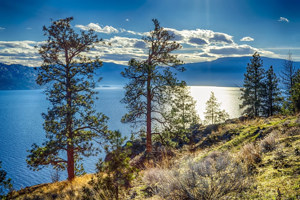 Scenic view of Peachland with tall trees overlooking a serene lake under a bright blue sky.