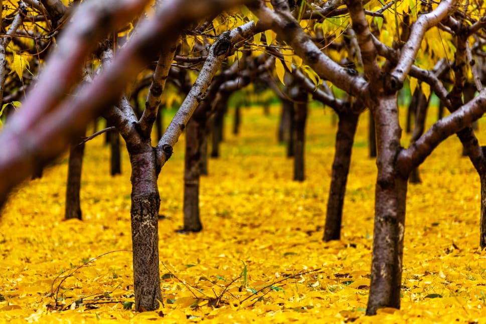 A forest of trees with vibrant yellow leaves covering the ground in Osoyoos.