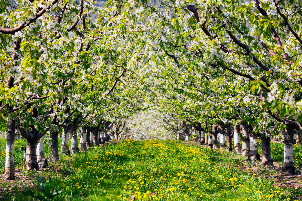 A picturesque view of an orchard in Osoyoos with blossoming trees and a carpet of yellow flowers.