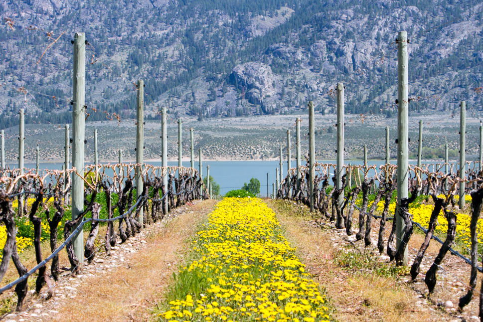 Vineyards in Osoyoos with yellow wildflowers growing between rows, overlooking a lake and mountainous terrain.